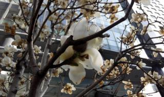 花自飘零水自流歌词